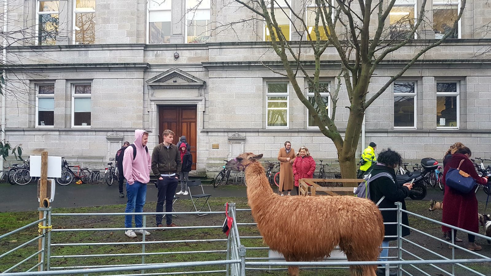 llama